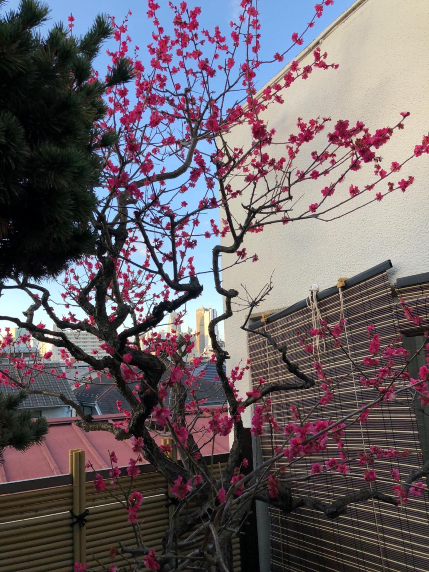 Shinjuku Shin-Okubo Japanese Style Inn Tokyo Bagian luar foto